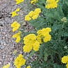 Duizendblad Achillea 'Moonshine' Duizendblad Achillea 'Moonshine'