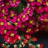 Achillea Achillea millefolium 'Paprika' Achillea Achillea millefolium 'Paprika'