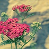 Achillea Achillea millefolium 'Paprika' Achillea Achillea millefolium 'Paprika'