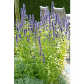 Agastache 'Black Adder'