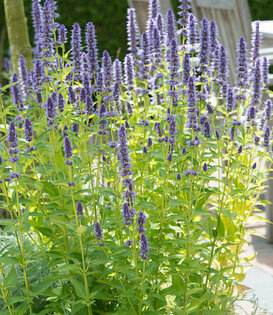 Agastache 'Black Adder'