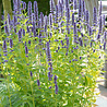Agastache Agastache 'Black Adder' Agastache Agastache 'Black Adder'