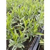 Amsonia 'Blue Ice'