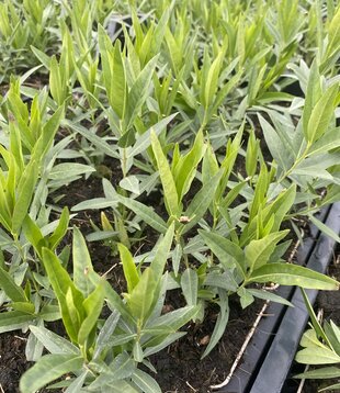 Amsonia 'Blue Ice'
