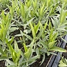 Amsonia Amsonia 'Blue Ice' Amsonia Amsonia 'Blue Ice'
