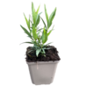 Amsonia Amsonia 'Blue Ice' Amsonia Amsonia 'Blue Ice'