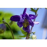 Aquilegia vulgaris 'Blue Barlow'