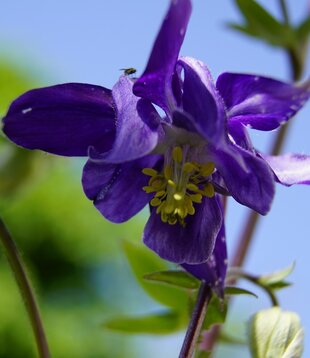 Aquilegia vulgaris 'Blue Barlow'