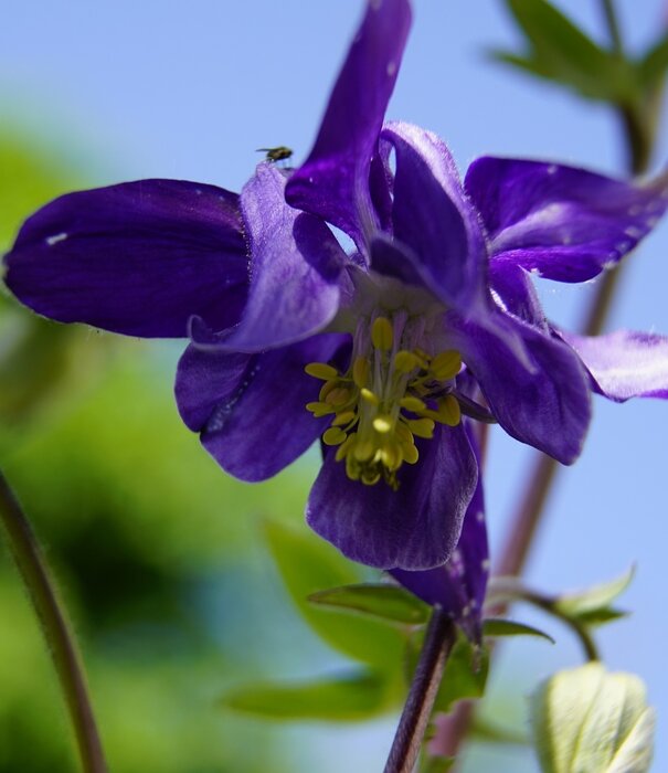 Aquilegia Aquilegia vulgaris 'Blue Barlow'
