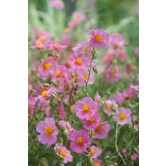 Helianthemum 'Lawrenson's Pink'