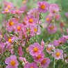 Helianthemum Helianthemum 'Lawrenson's Pink' Helianthemum Helianthemum 'Lawrenson's Pink'