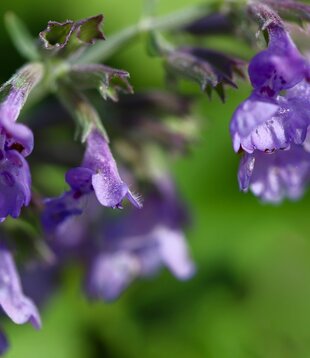Nepeta faassenii