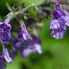 Nepeta Nepeta faassenii Nepeta Nepeta faassenii