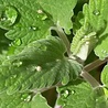 Nepeta Nepeta faassenii Nepeta Nepeta faassenii