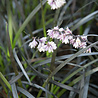 Ophiopogon Ophiopogon planiscapus 'Niger' Ophiopogon Ophiopogon planiscapus 'Niger'