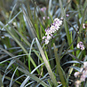 Ophiopogon Ophiopogon planiscapus 'Niger' Ophiopogon Ophiopogon planiscapus 'Niger'
