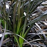 Ophiopogon Ophiopogon planiscapus 'Niger' Ophiopogon Ophiopogon planiscapus 'Niger'