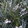 Ophiopogon Ophiopogon planiscapus 'Niger' Ophiopogon Ophiopogon planiscapus 'Niger'