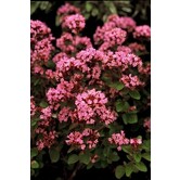 Origanum 'Rosenkuppel'