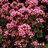 Origanum Origanum 'Rosenkuppel' Origanum Origanum 'Rosenkuppel'
