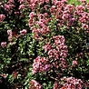 Origanum Origanum 'Rosenkuppel' Origanum Origanum 'Rosenkuppel'