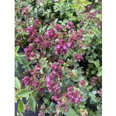 Origanum laevigatum 'Hopleys'