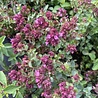 Origanum Origanum laevigatum 'Hopleys' Origanum Origanum laevigatum 'Hopleys'