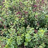 Origanum Origanum laevigatum 'Hopleys' Origanum Origanum laevigatum 'Hopleys'