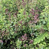 Origanum Origanum laevigatum 'Hopleys' Origanum Origanum laevigatum 'Hopleys'