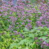 Origanum Origanum laevigatum 'Herrenhausen' Origanum Origanum laevigatum 'Herrenhausen'