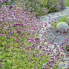 Origanum Origanum laevigatum 'Herrenhausen' Origanum Origanum laevigatum 'Herrenhausen'