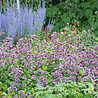 Origanum Origanum laevigatum 'Herrenhausen' Origanum Origanum laevigatum 'Herrenhausen'
