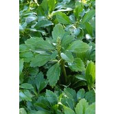 Pachysandra terminalis