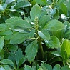Pachysandra Pachysandra terminalis Pachysandra Pachysandra terminalis