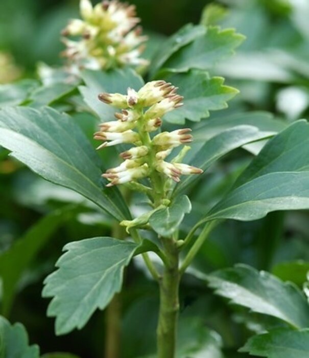 Pachysandra Pachysandra terminalis