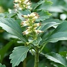 Pachysandra Pachysandra terminalis Pachysandra Pachysandra terminalis