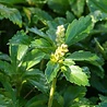 Pachysandra Pachysandra terminalis Pachysandra Pachysandra terminalis