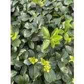 Pachysandra terminalis 'Green Sheen'