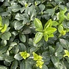 Pachysandra Pachysandra terminalis 'Green Sheen' Pachysandra Pachysandra terminalis 'Green Sheen'