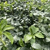 Pachysandra Pachysandra terminalis 'Green Sheen' Pachysandra Pachysandra terminalis 'Green Sheen'