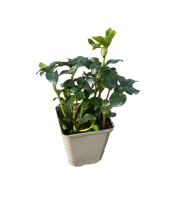 Pachysandra Pachysandra terminalis  'Green Sheen'