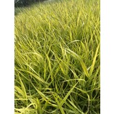 Panicum virgatum 'Heavy Metal'