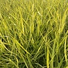 Panicum Panicum virgatum 'Heavy Metal' Panicum Panicum virgatum 'Heavy Metal'