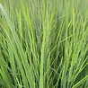 Panicum Panicum virgatum 'Northwind' Panicum Panicum virgatum 'Northwind'