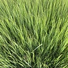 Panicum Panicum virgatum 'Northwind' Panicum Panicum virgatum 'Northwind'