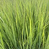Panicum Panicum virgatum 'Northwind' Panicum Panicum virgatum 'Northwind'