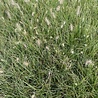 Pennisetum Pennisetum alopecuroides 'Little Bunny' Pennisetum Pennisetum alopecuroides 'Little Bunny'