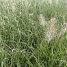 Pennisetum Pennisetum alopecuroides 'Little Bunny' Pennisetum Pennisetum alopecuroides 'Little Bunny'