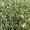 Pennisetum Pennisetum alopecuroides 'Little Bunny' Pennisetum Pennisetum alopecuroides 'Little Bunny'