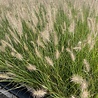 Pennisetum Pennisetum alopecuroides 'Hameln' Pennisetum Pennisetum alopecuroides 'Hameln'